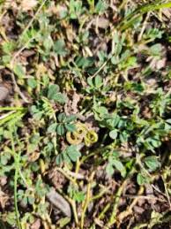 Image result for Indigofera circinella