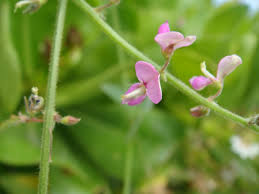 Image result for Desmodium scorpiurus