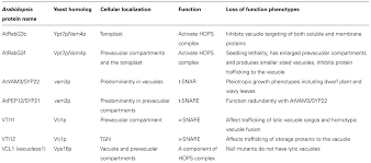What is the main function of a vacuole. Frontiers Plant Vacuole Morphology And Vacuolar Trafficking Plant Science