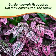 Image result for Hypoestes cancellata