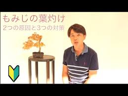 もみじの葉焼け なぜおこる 原因と対策 盆栽 初心者 Youtube
