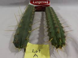 We reserve the right to refuse sale of. Buy Trichocereus Peruvianus Top Peruvian Torch Cacti Cuttings San Pedro Cactus Cousin Lot A San Pedro Cactus Sale
