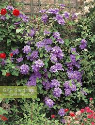 Do you know how to prune clematis vyvyan pennell? Clematis Vyvyan Penn Stock Photo By Nova Photo Graphik Image 0954712