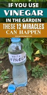 What happens when you spray vinegar on plants? Pin On Plants