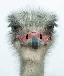 Bird That Looks Like An Ostrich Whimsy And Delight June 24 2018 Zsazsa Bellagio Like No Other Pet Birds Funny Birds National Geographic Photography