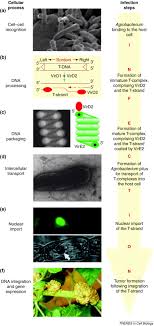 Check spelling or type a new query. Partners In Infection Host Proteins Involved In The Transformation Of Plant Cells By Agrobacterium Trends In Cell Biology