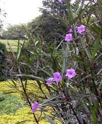 Pin On Garden