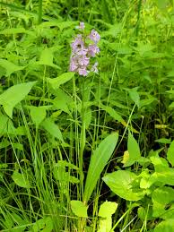 Image result for Platanthera psycodes
