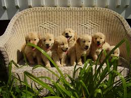 Puppies are bred for temperament and wonderful golden retriever characteristics, that make them a fantastic addition to your home. Mountain Pine Goldens