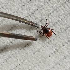 See full list on thespruce.com How To Remove A Tick Safely And Correctly 2019 The Strategist
