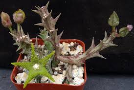 Image result for Orbea dummeri