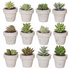 You should also determine the presentation you prefer. Emporium Mini Succulent With Clay Pot Assorted Big W