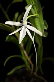 Image result for Jumellea walleri