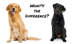 While the traditional golden retriever with a bright brown colored coat are called american golden retrievers. What S The Difference Between A Golden Retriever And A Labrador Retriever