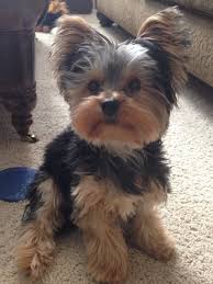 Because they have long coats, they need to have baths regularly, so their coats should be kept in yorkshire terrier cuts, mainly for convenience and hygiene. Yorkie Puppy Yorkies Haircuts Yorkie Haircut Yorkshire Terrier Yorkies Morkies Be Yorkie Yorkie Pu Yorkie Puppy Yorkshire Terrier Puppies Terrier Puppies