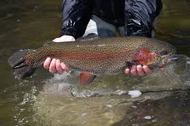 The brook trout, commonly referred to as the speckled trout, is considered the easiest to catch. 2020 Adult Trout Stocking Schedules Now Available