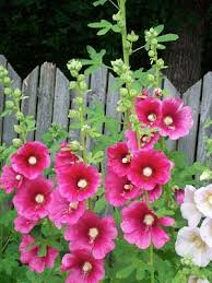 Alcea is a genus of about 60 species of flowering plants in the mallow family malvaceae, commonly known as the hollyhocks. Can I Be Pretty In Pink Holly Hocks Seeds Hollyhocks Flowers Beautiful Flowers Planting Flowers