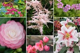 Comment Bien Associer Les Camelias Promesses De Fleurs Arbuste Persistant Et Plante Jardin