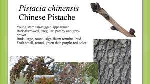 It is hardy, can withstand harsh conditions and poor quality soils, and grows up to 20. Pistacia Chinensis Youtube