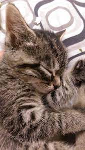 Basil The Bionic Cat Bionicbasil Twitter Pretty Cats Cats Kittens Cutest
