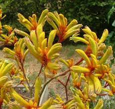 Picture Kangaroo Paw Australian Native Plants Australian Wildflowers