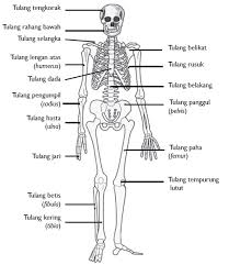 We did not find results for: Macam Macam Organ Gerak Manusia Dan Fungsinya Materi Kimia