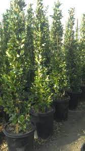 Ligustrum Texanum Wax Leaf Privet 15 Gallon Ligustrum Privet Hedge Texas Privet Ligustrum Privet Wa Backyard Fences Fence Landscaping Green Fence