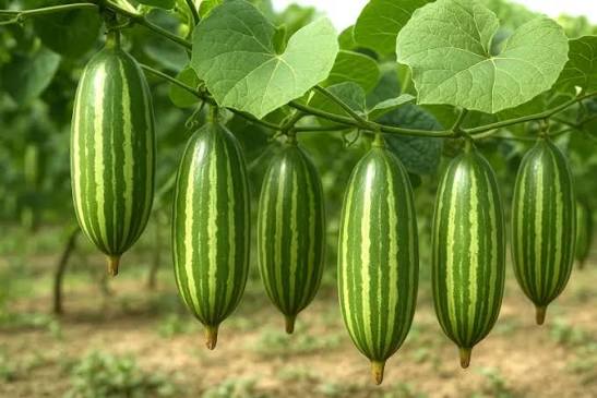 পটল