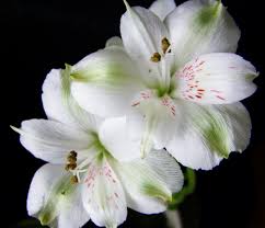 Get latest info on lily flower, lilium flower, indian lilly, suppliers, manufacturers, wholesalers, traders, wholesale suppliers with lily flower prices for buying. Photos Two White Lilies Flowers Closeup