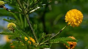 Image result for Acacia pilispina