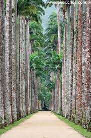Jardim Botanico Rio Beautiful Landscapes Sustainable Tourism Sustainable Design
