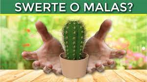 Mga uri ng halamang ornamen<b>al ipinasa ni: Paglilinaw Kung Swerte O Malas Ba Ang Cactus Sa Bahay Youtube