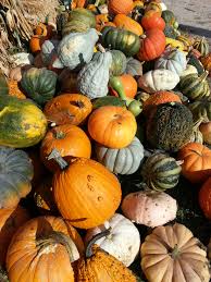 Squash Pumpkin Vegetables Squash
