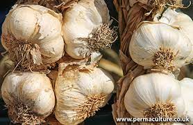 It keeps any pests away and out of the house. Get Rid Of Pests With Garlic Permaculture Magazine