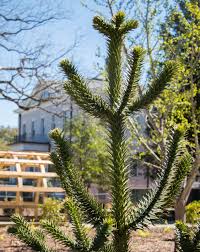 Save money online with monkey puzzle deals, sales, and discounts february 2021. Monkey Puzzle The Living Fossil Of Hampton Preston Blog Historic Columbia