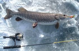 What is the northern pike record? Northern Pike Species Profile Alaska Department Of Fish And Game