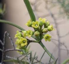 Image result for Marsdenia exellii