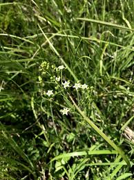 Image result for Thesium megalocarpum