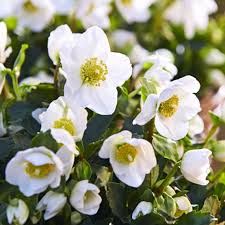Ἰακώβ, iakṓb), later given the name israel. Jacob Helleborus