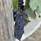 Harvest Vine and Wine Walk with French Worker’s Lunch