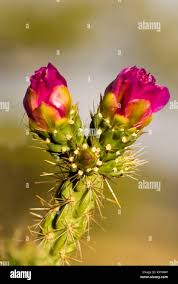 Image result for Opuntia imbricata