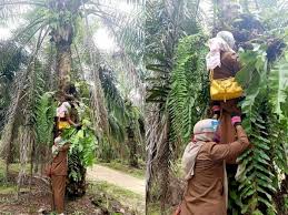 Kelapa sawit berkembang biak dengan cara generatif. Musim Tanaman Hias Dua Ibu Guru Cantik Rela Panjat Pohon Kelapa Sawit Demi Tumbuhan Ini Indozone Id