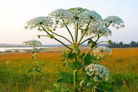 Image result for Heracleum