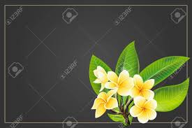 How to save flowers from a funeral. Golden Frangipani Or Plumeria Flowers With Leaves Save The Date Sympathy Condolences Or Strict Style Postcard Template Vector Illustration Decorative Burial Funeral Bouquet On Dark Background Royalty Free Cliparts Vectors And Stock