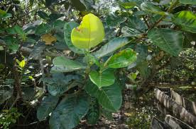 Image result for Ficus trichopoda