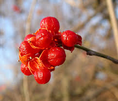 Local native trees shrubs vines than heart shaped but similar in texture and colour to pearl and snake vine they are 8 20cm in diameter and have a greyish underside the berries of native pionfruits. Door To Nature Bittersweet Vines With Colorful Fruit Door County Pulse