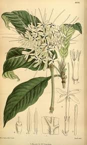 Image result for Pavetta uniflora