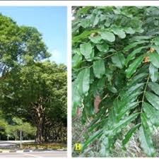 Image result for Khaya grandifoliola