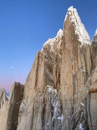 Image result for Memecylon torrei