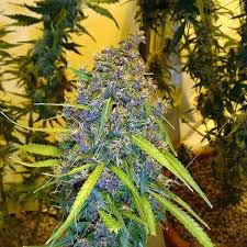 Trees and shrubs 2,516 images. How To Speed Up The Marijuana Plant Flowering Process The Weed Blog